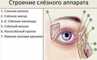Для чего нужно третье веко
