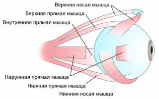 Как устроен глаз человека