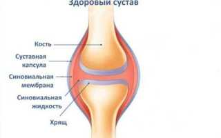 Строение суставов