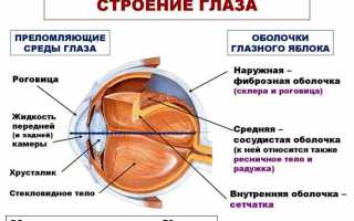 Особенности строения роговицы глаза и роль оболочки в зрительном процессе