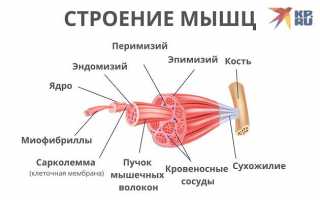 Мышцы, как ткань и орган