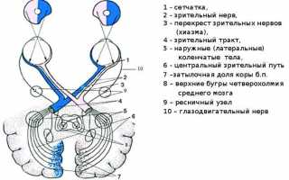 Строение и функции зрительного тракта