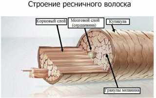 Сколько у человека ресниц и как долго они живут
