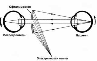 Строение и функции зрительного нерва