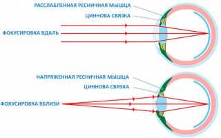 Строение и назначение цилиарной мышцы глаза