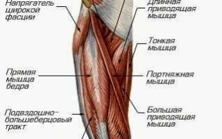 Мышцы бедра